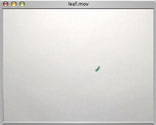 Leaf Falling Image
