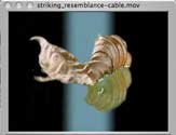 Striking Resemblance Image